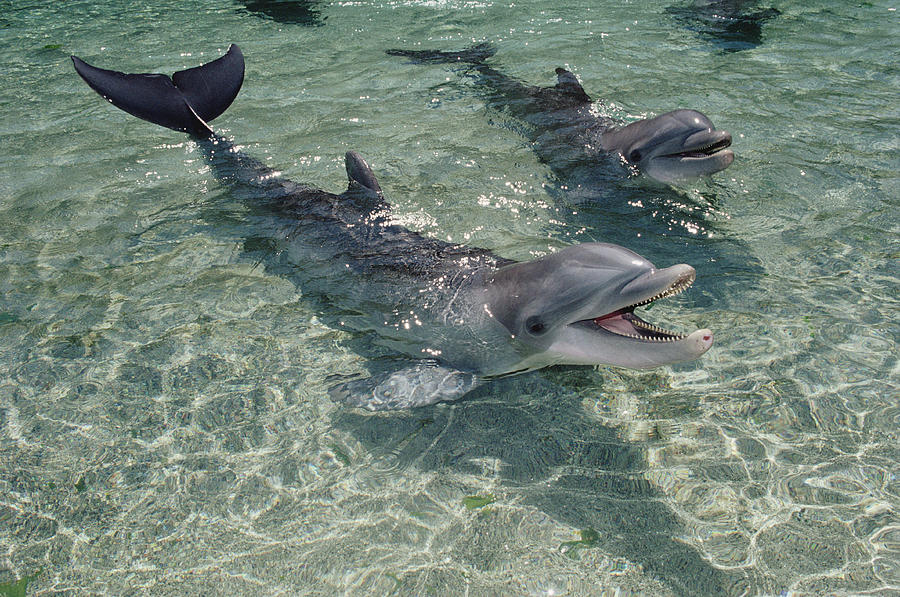 Bottlenose Dolphin In Shallow Lagoon Photograph by Flip Nicklin