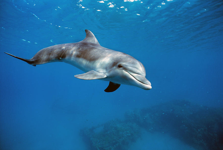 Bottlenose Dolphin Photograph by Jeff Rotman