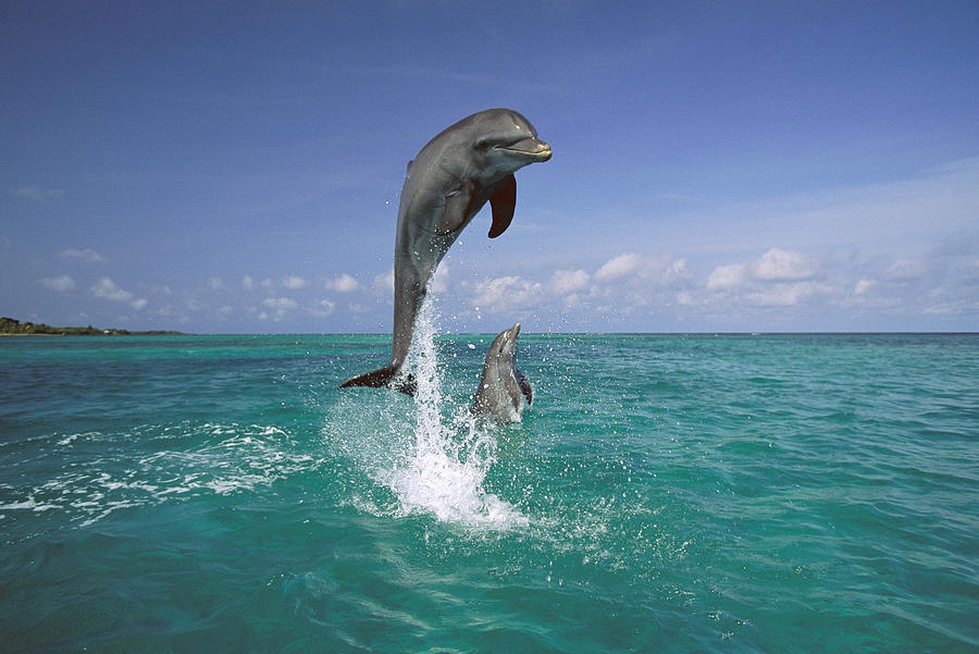 Bottlenose Dolphin Leaping Caribbean Photograph by Konrad Wothe