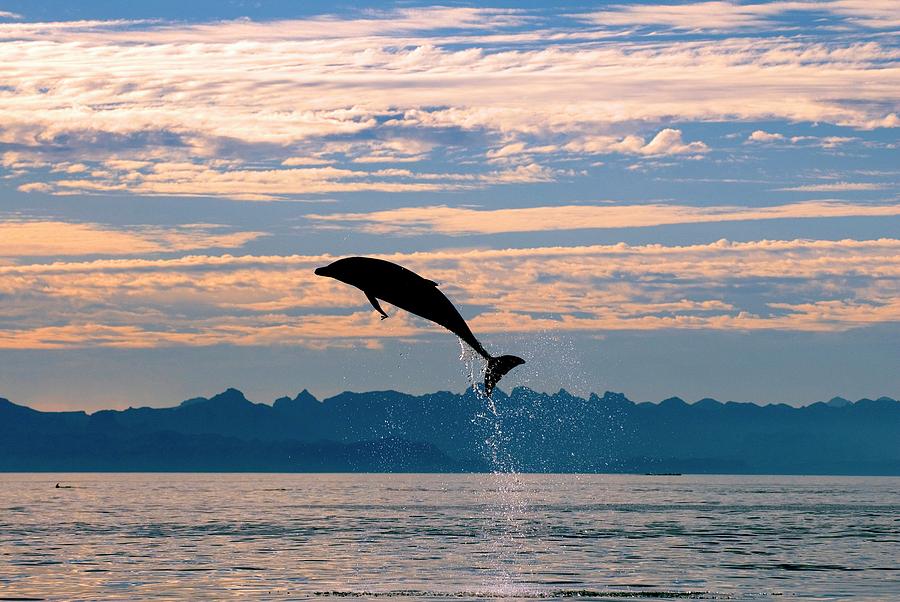 Bottlenose Dolphin Leaping by Science Photo Library