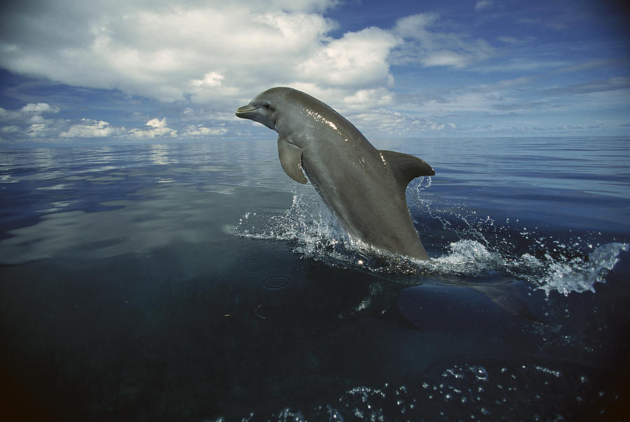Bottlenose Dolphin Leaping Honduras Photograph by Konrad Wothe