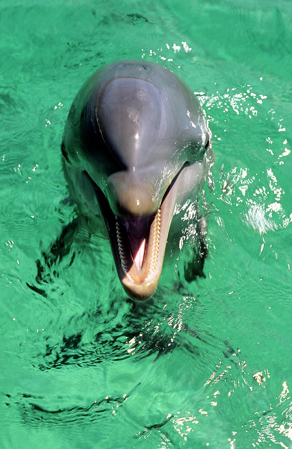 Bottlenose Dolphin Photograph by Louise Murray/science Photo Library