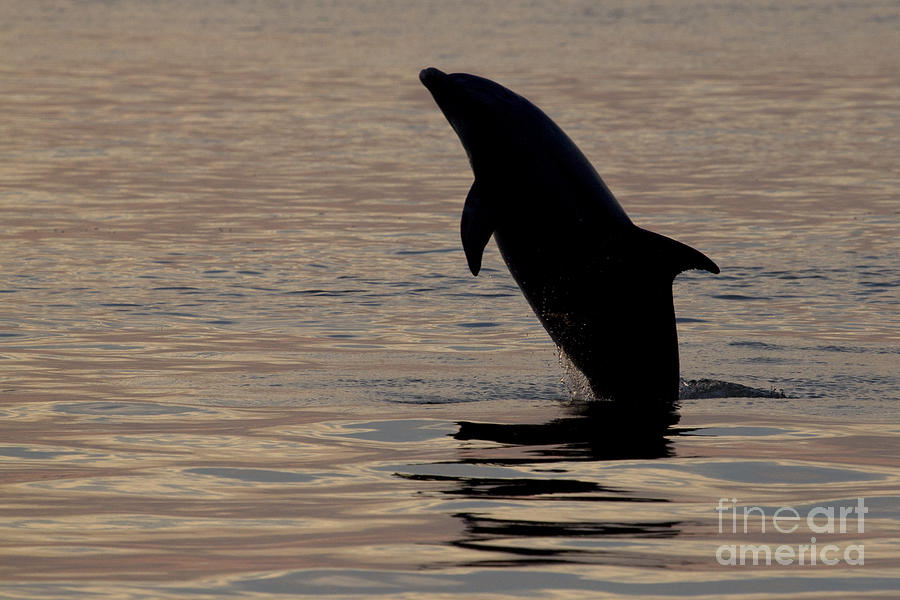 Bottlenose Dolphin Photograph by Meg Rousher