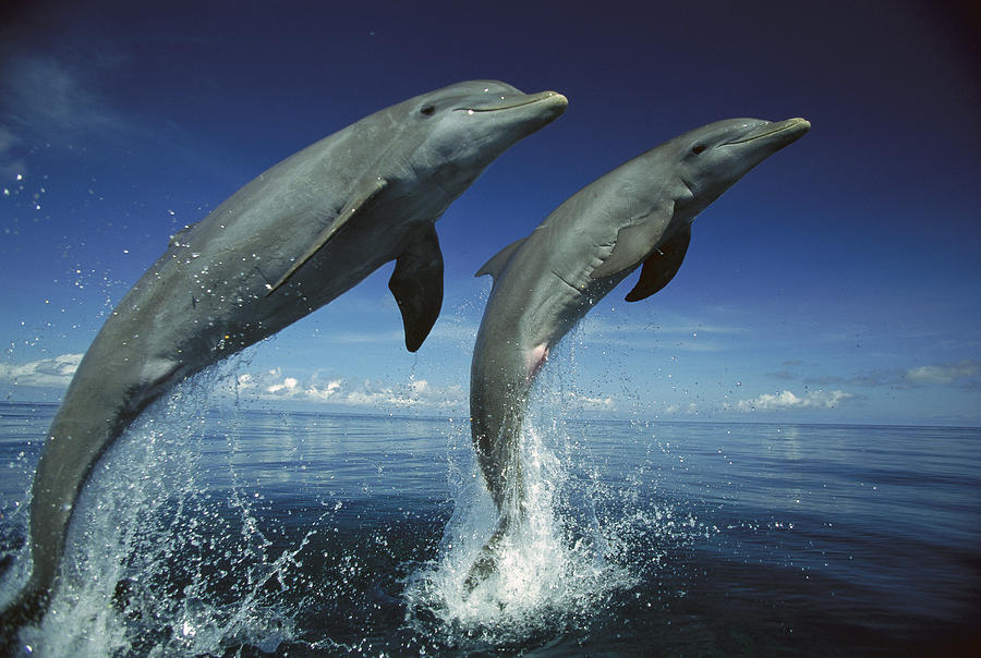 Bottlenose Dolphin Pair Leaping Honduras Photograph by Konrad Wothe