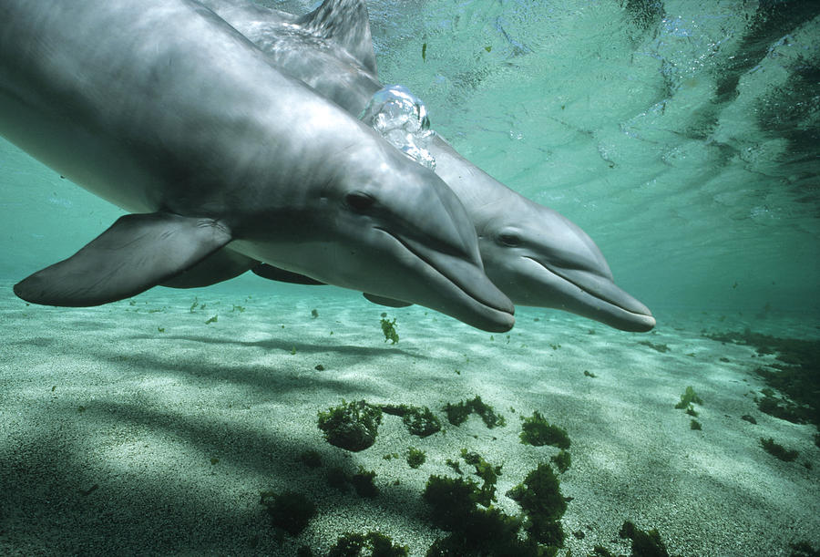 Bottlenose Dolphin Pair Underwater Photograph by Flip Nicklin