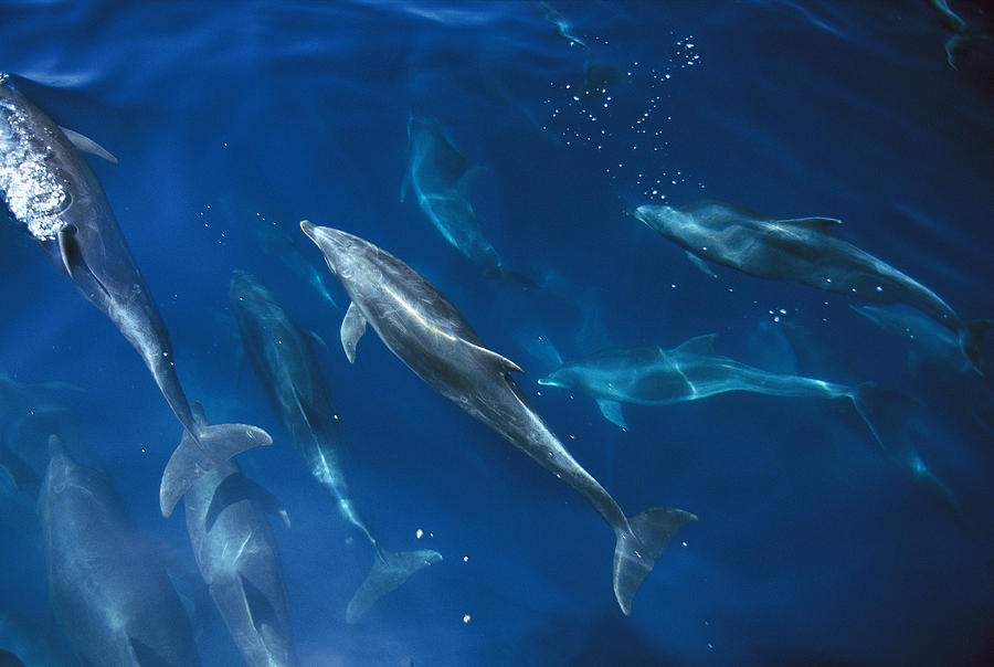 Bottlenose Dolphin Pod Galapagos Islands Photograph by Flip Nicklin