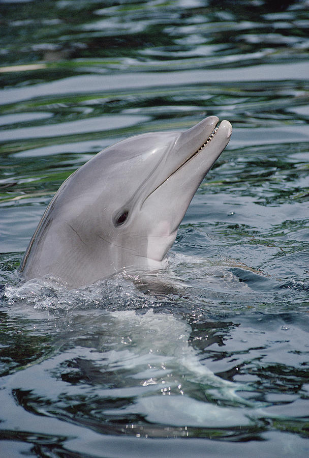 Bottlenose Dolphin Portrait Photograph by Flip Nicklin