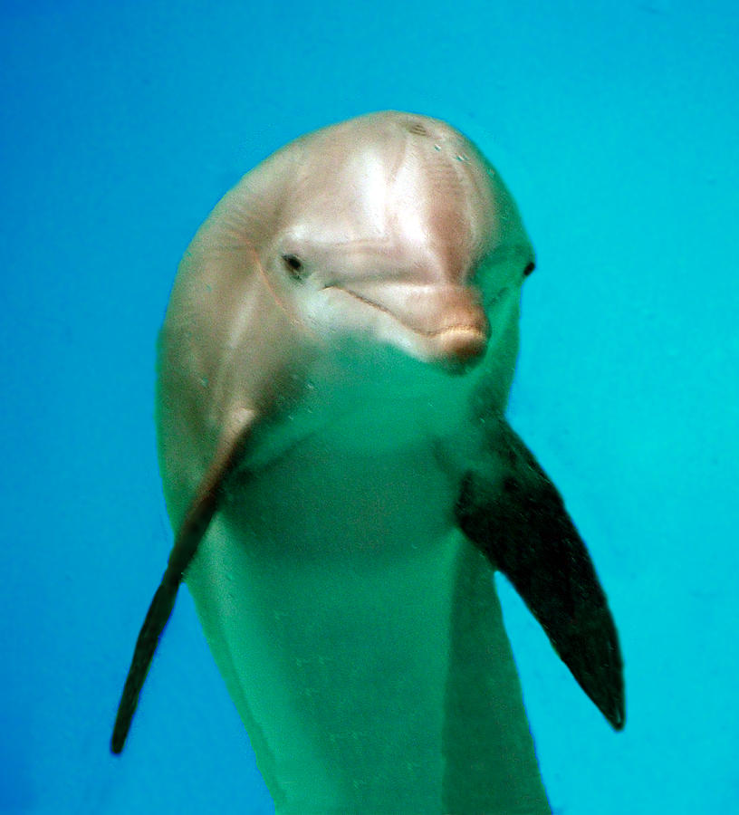 Bottlenose Dolphin Portrait Photograph by William Bitman
