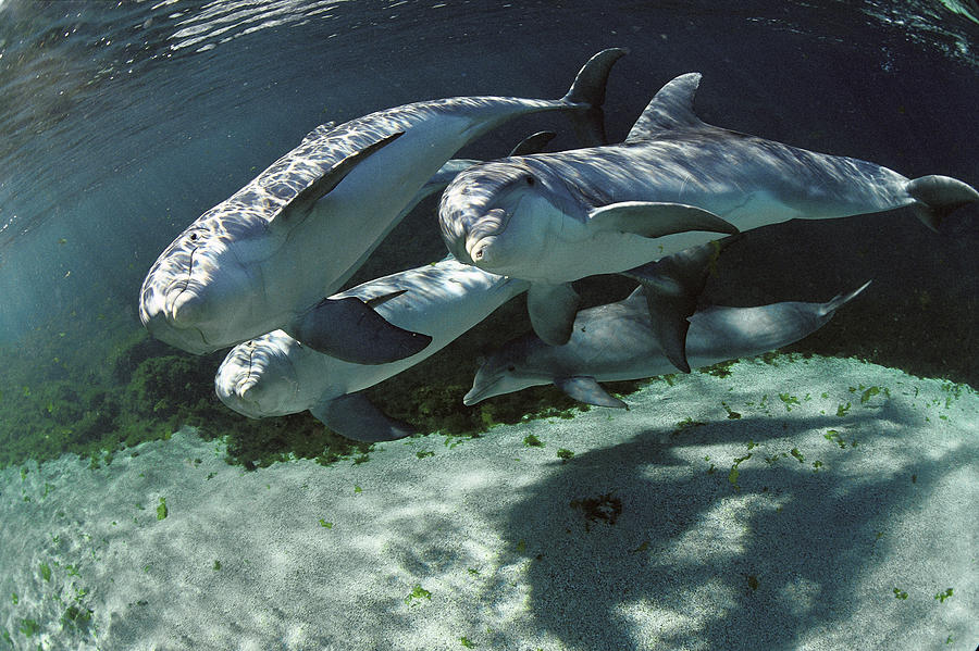 Bottlenose Dolphin Quartet Hawaii Photograph by Flip Nicklin