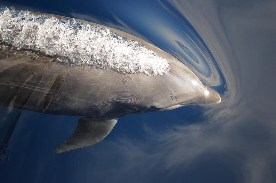 Bottlenose Dolphin Spouting Sea Photograph by Malcolm Schuyl