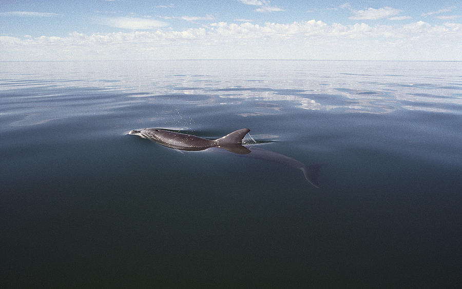 Bottlenose Dolphin Surfacing Australia Photograph by Flip Nicklin