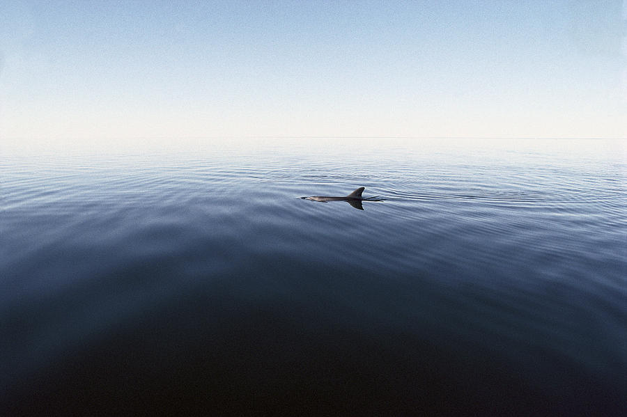 Bottlenose Dolphin Surfacing Shark Bay Photograph by Flip Nicklin