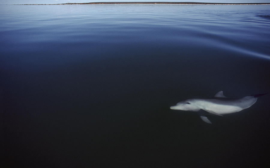 Bottlenose Dolphin Swimming Australia Photograph by Flip Nicklin