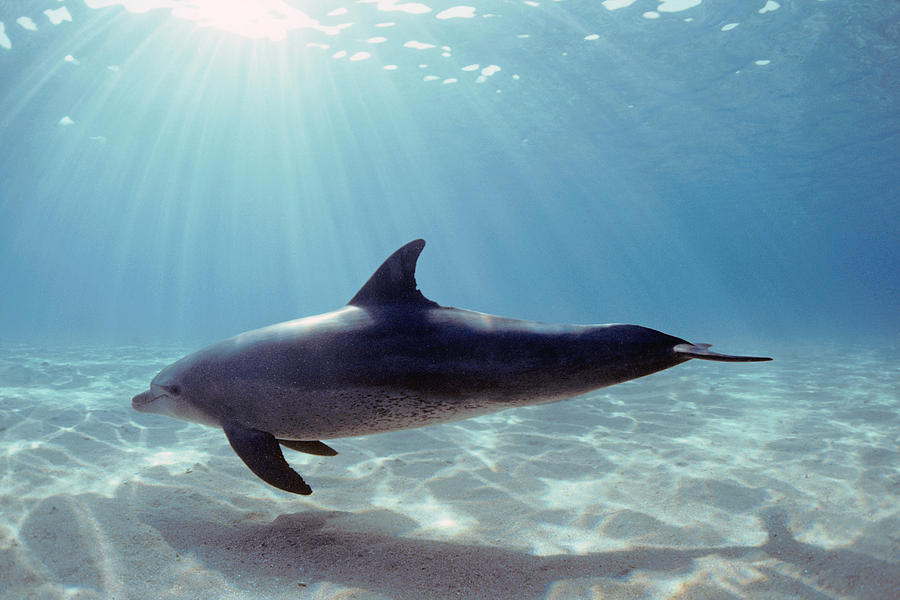 Bottlenose Dolphin Swimming Photograph by Jeff Rotman