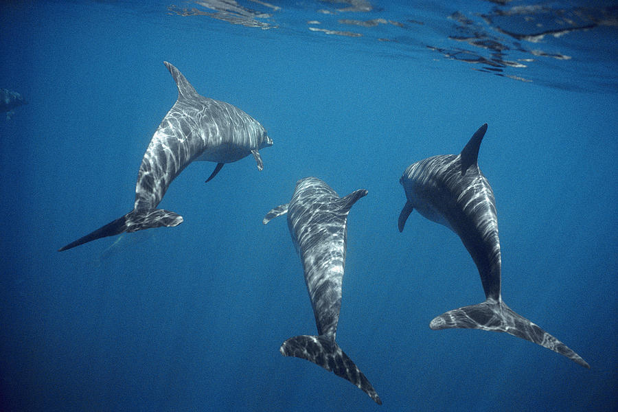 Bottlenose Dolphin Trio Galapagos Photograph by Tui De Roy