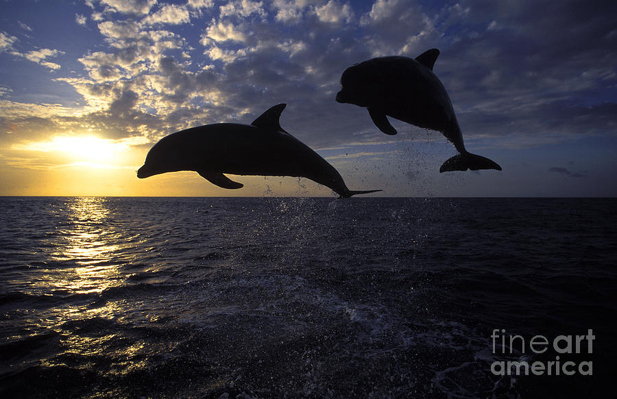 Sunset Photograph - Bottlenose Dolphin Tursiops Truncatus by Francois Gohier