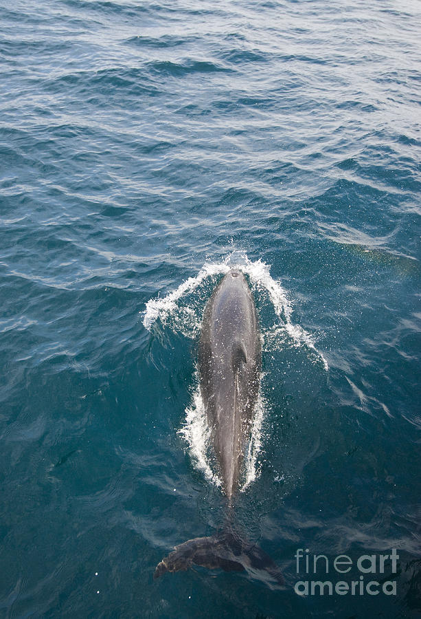 Bottlenose Dolphin Photograph by William H. Mullins