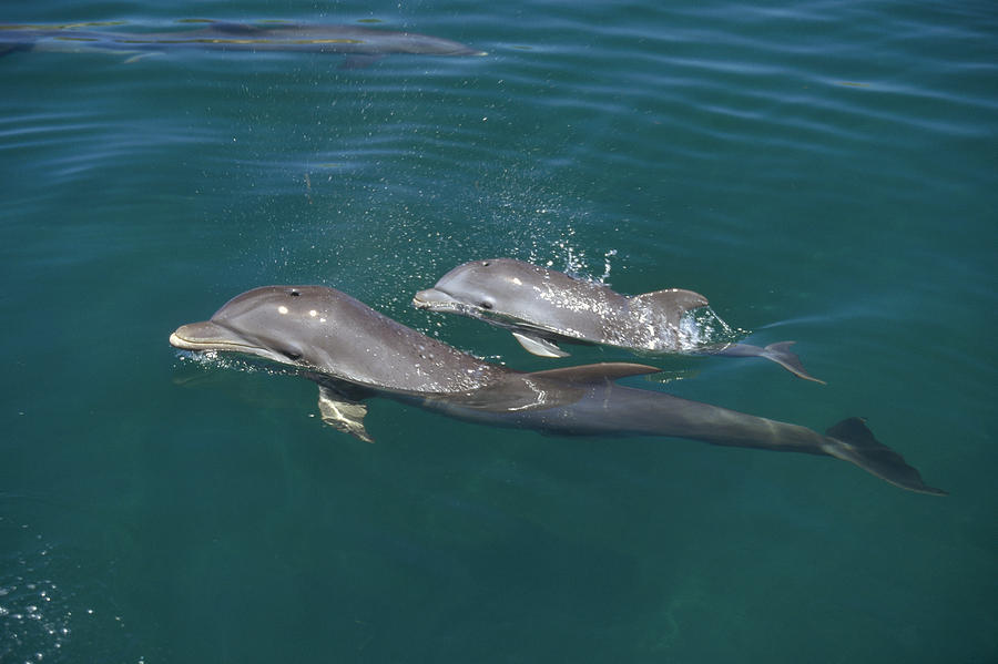 Bottlenose Dolphin With Baby Caribbean Photograph by Konrad Wothe