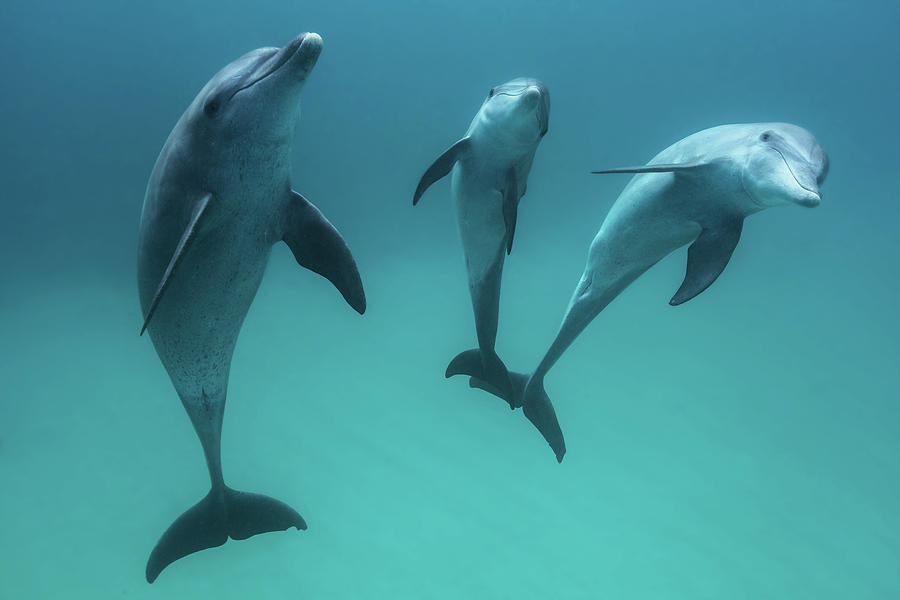Wildlife Photograph - Bottlenose Dolphins by Barathieu Gabriel
