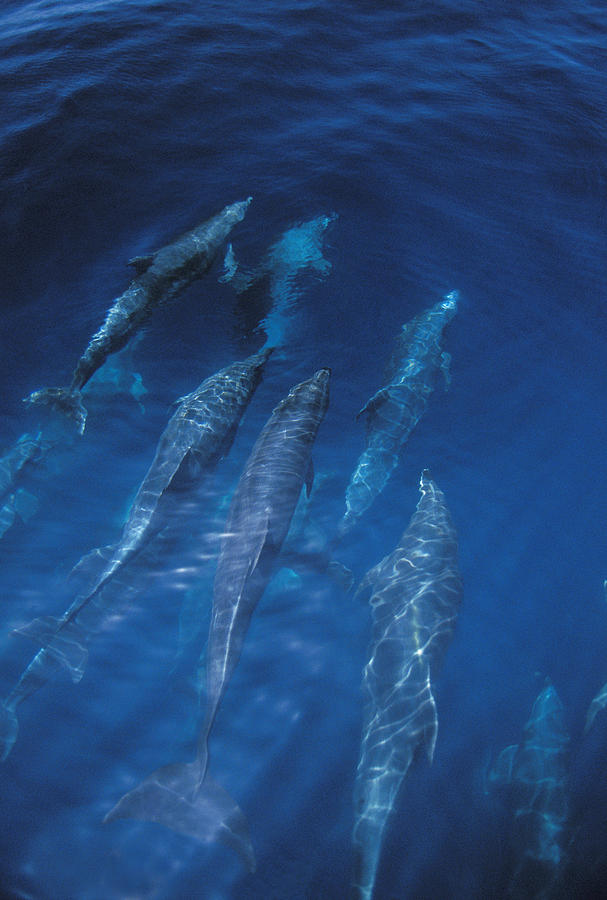 Bottlenose Dolphins Galapagos Islands Photograph by Flip Nicklin