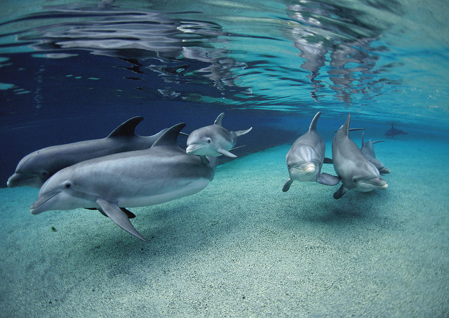 Bottlenose Dolphins In Shallow Water Photograph by Flip Nicklin