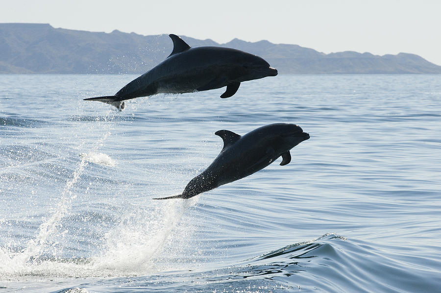 Bottlenose Dolphins Jumping Baja Photograph by Flip Nicklin