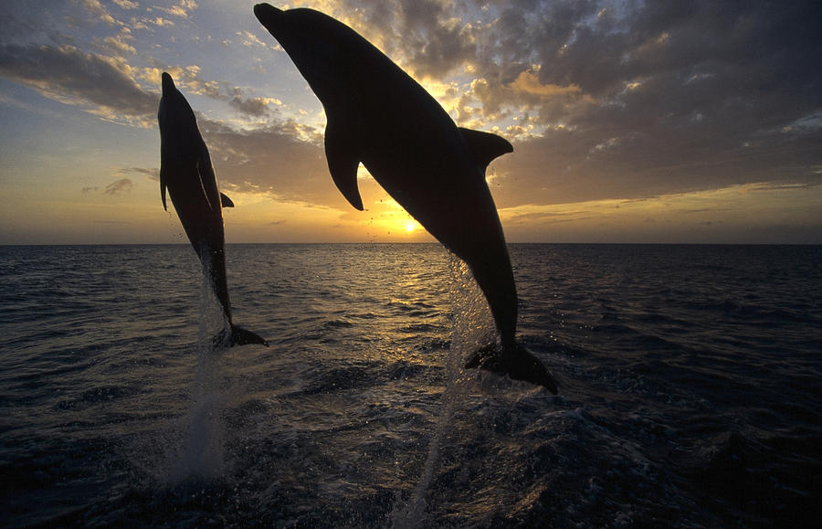 Bottlenose Dolphins Leaping At Sunrise Photograph by Konrad Wothe