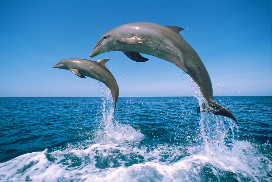 Bottlenose Dolphins Leaping Photograph by F. Stuart Westmorland