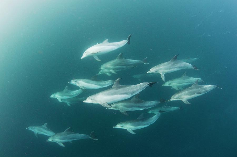 Bottlenose Dolphins Photograph by Scubazoo | Fine Art America