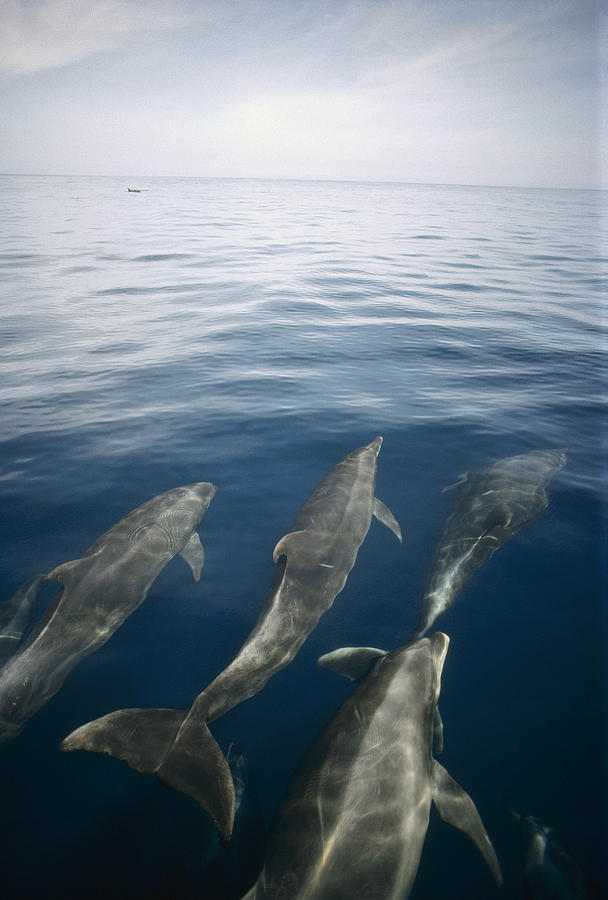 Bottlenose Dolphins Surfacing Galapagos Photograph by Tui De Roy