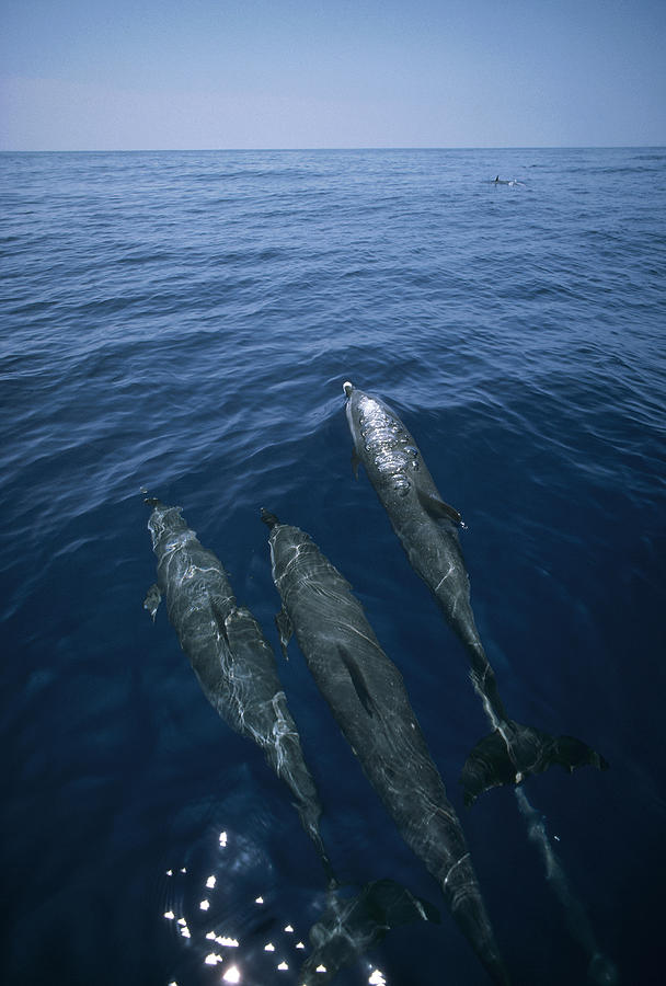 Bottlenose Dolphins Surfacing Shark Bay Photograph by Flip Nicklin