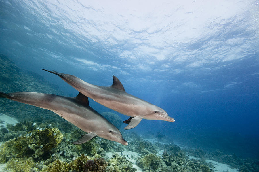 Bottlenose Dolphins Swimming Over Reef Photograph by Dray van Beeck