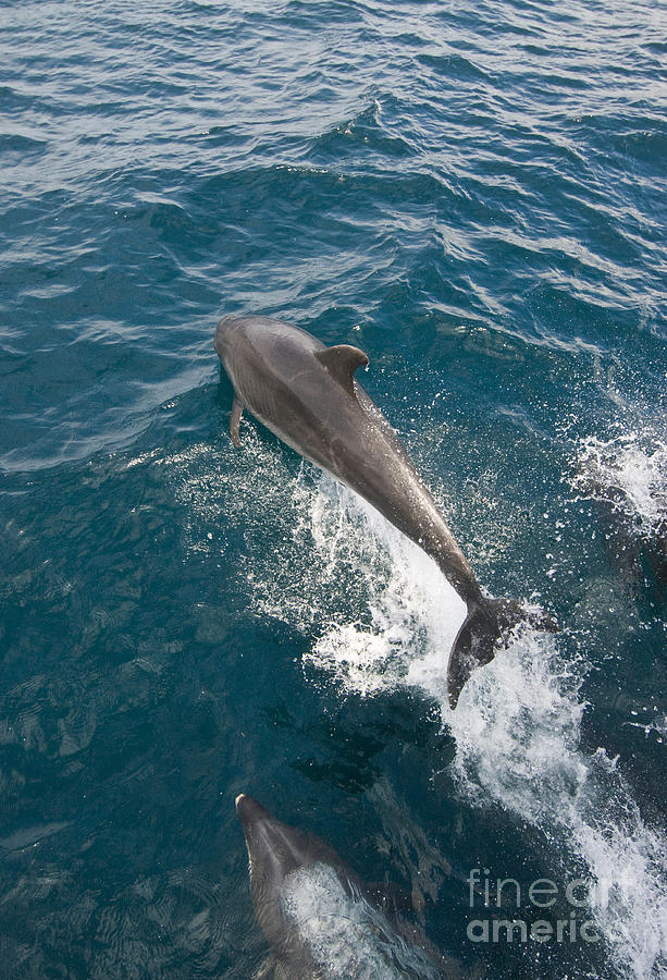 Bottlenose Dolphins Photograph by William H. Mullins
