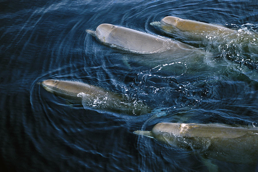 Bottlenose Whales Surfacing Nova Scotia Photograph by Flip Nicklin