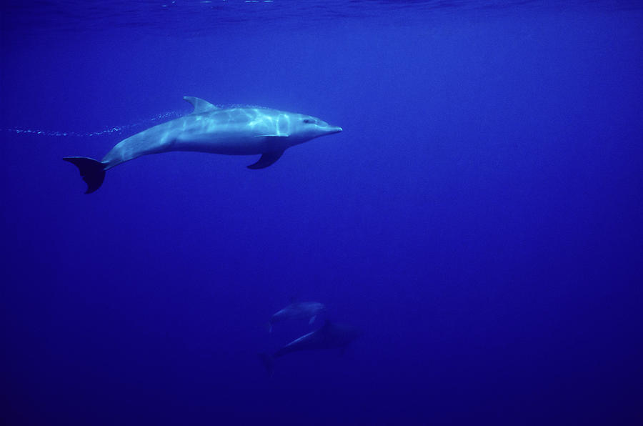 Bottlenosed Dolphin In Blue Photograph by Tammy616