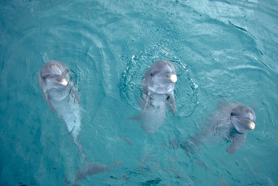 Bottlenosed Dolphins Photograph by F. Stuart Westmorland