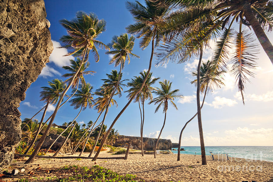 Bottom bay beach in Barbados Caribbean Photograph by Matteo Colombo