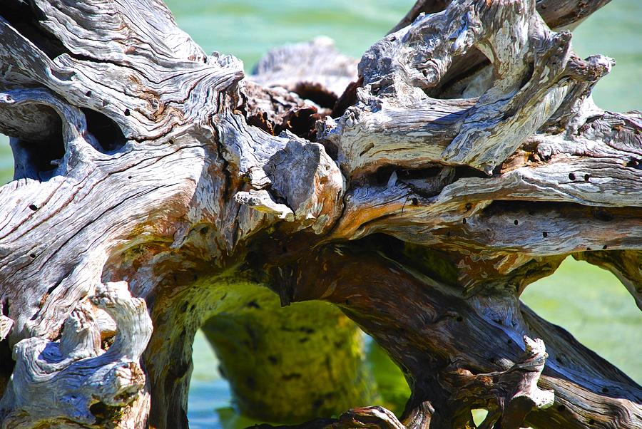 Tree Photograph - Bottoms Up by Norma Brock