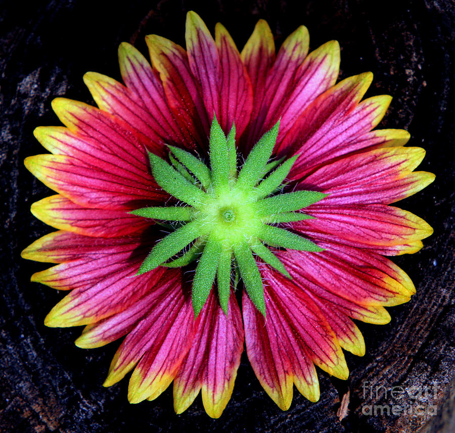 Bottoms Up Indian Blanket Photograph by Larry Nieland