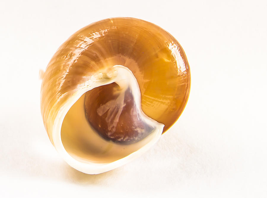 Shell Photograph - Bottoms up by Jean Noren