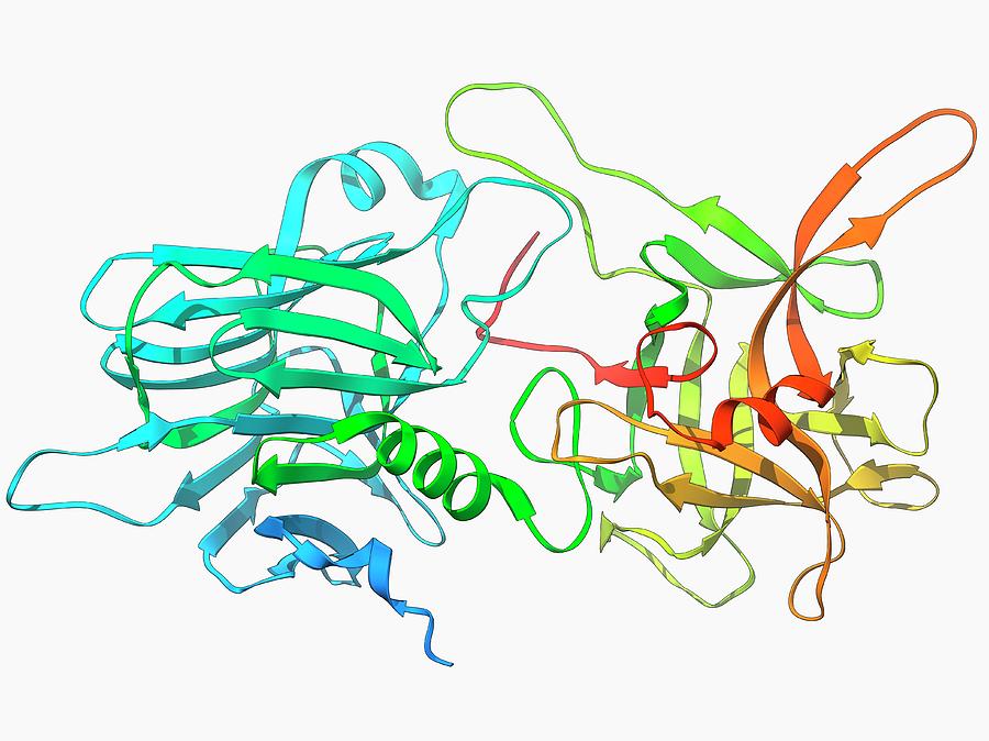 Botulinum Type B Neurotoxin Photograph By Laguna Design/science Photo ...