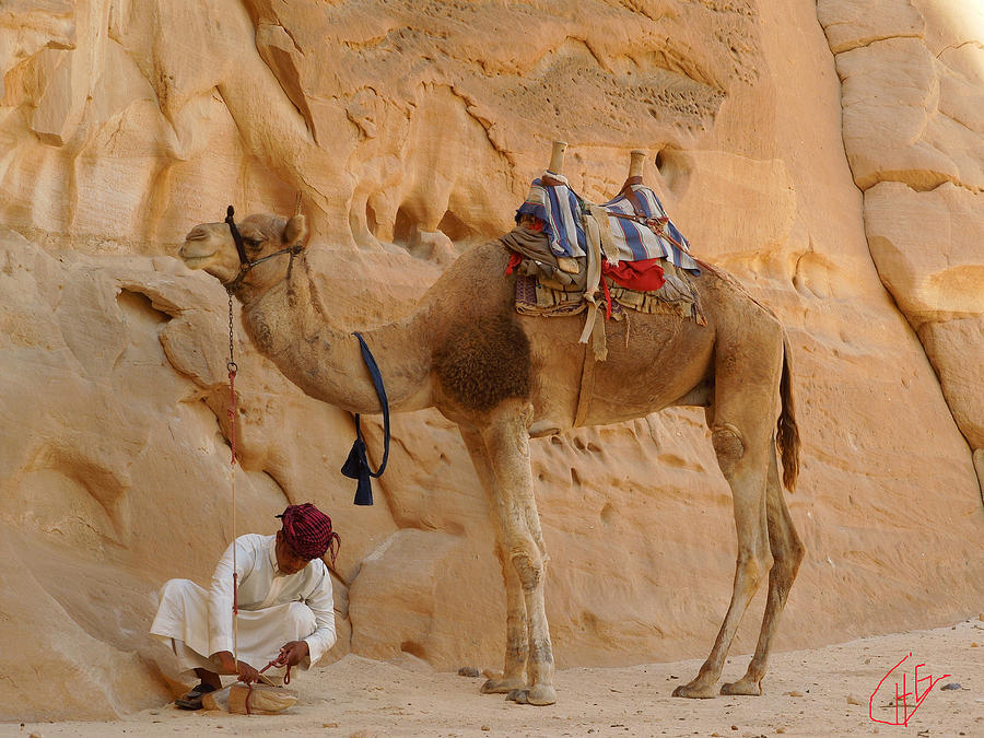 Bou Bou Camel with Beduin Owner Photograph by Colette V Hera Guggenheim