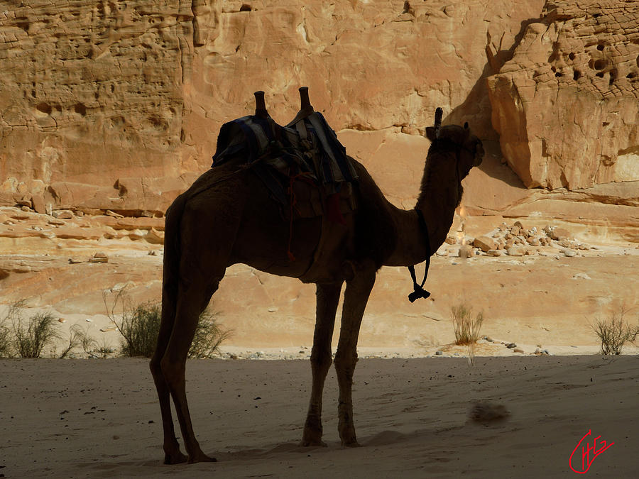 Bou Bou Friend Camel Resting  Photograph by Colette V Hera Guggenheim