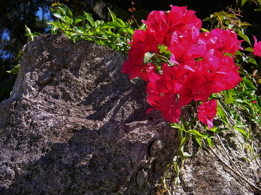 Flower Photograph - Bougainville Over a Bed of Lime Rock by Warren Thompson