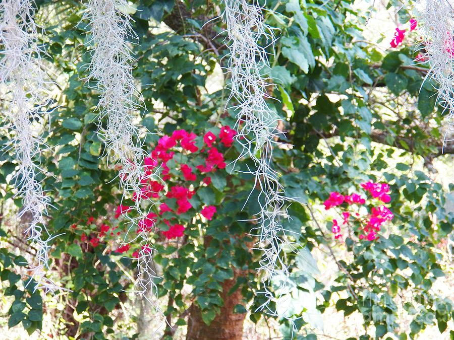 Bougainvillea 1 Photograph by Judy Via-Wolff