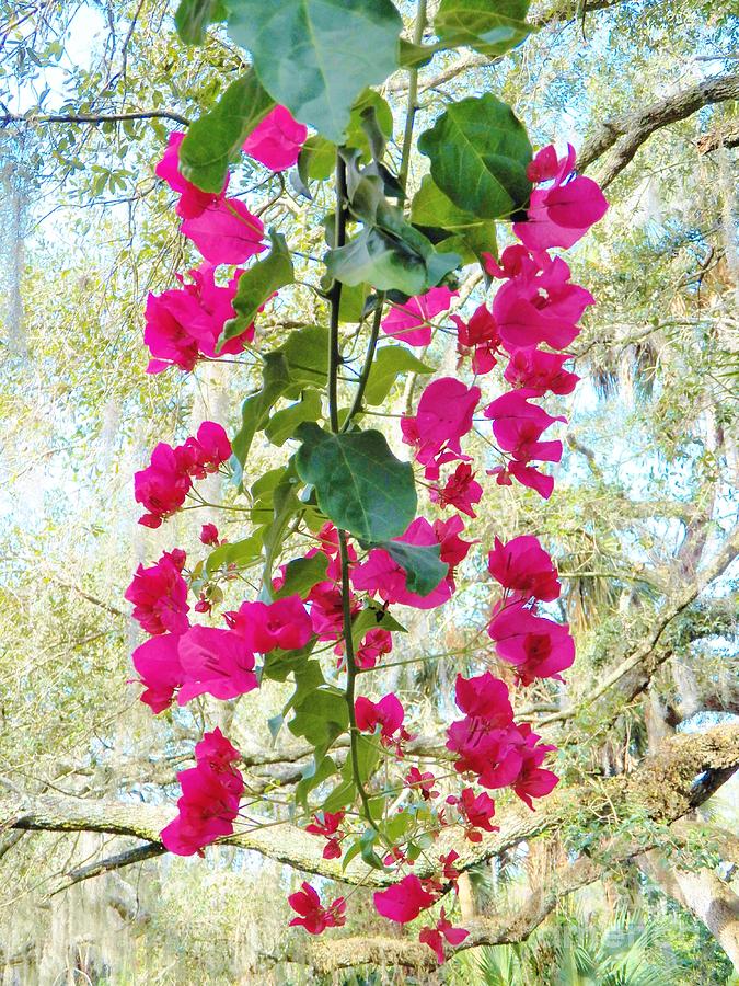 Bougainvillea 3 Photograph by Judy Via-Wolff
