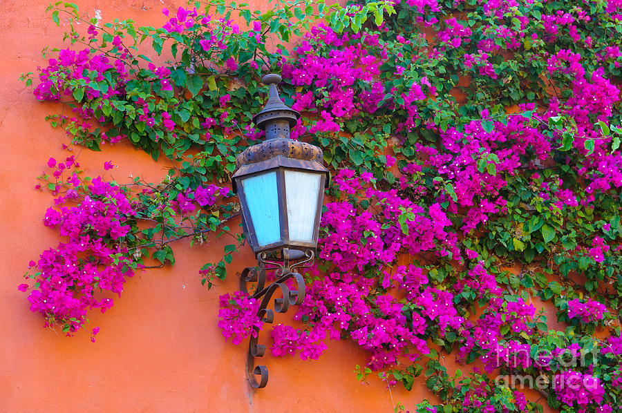 Bougainvillea And Lamp, Mexico Photograph by John Shaw