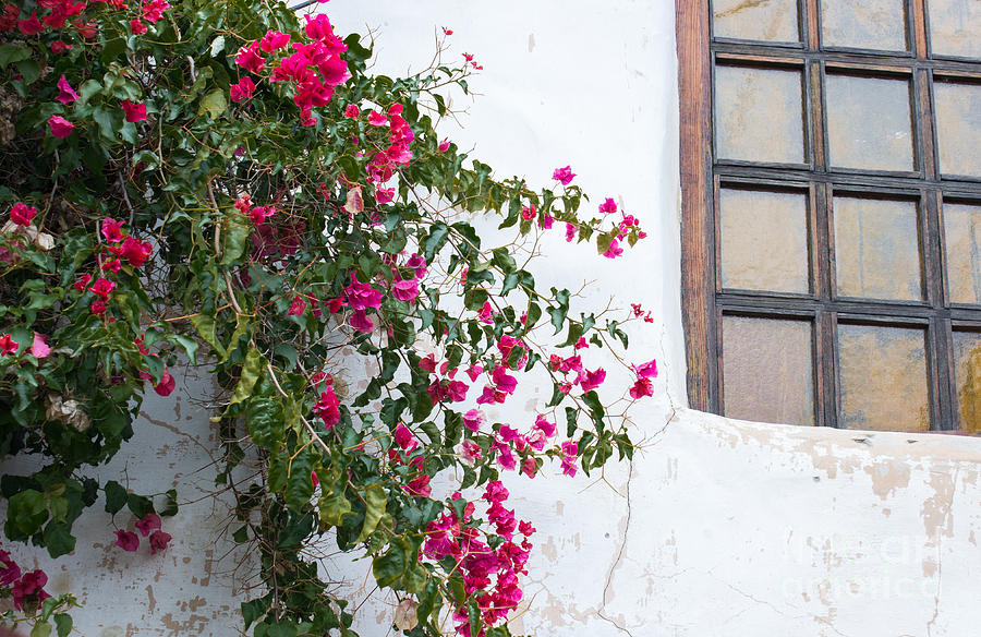 Bougainvillea At Carmel Mission Photograph by Suzanne Luft