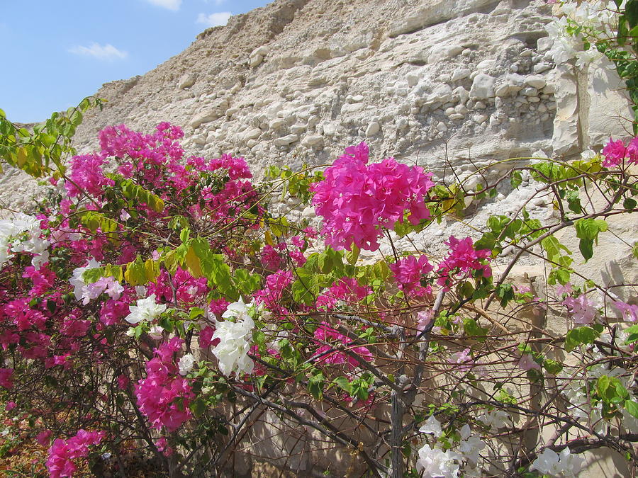 Bougainvillea at the Dead Sea Photograph by Esther Newman-Cohen