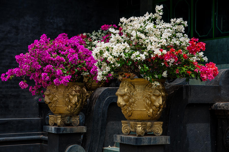 Architecture Photograph - Bougainvillea at the Entrance of Golden Temple in Dambulla  by Jenny Rainbow